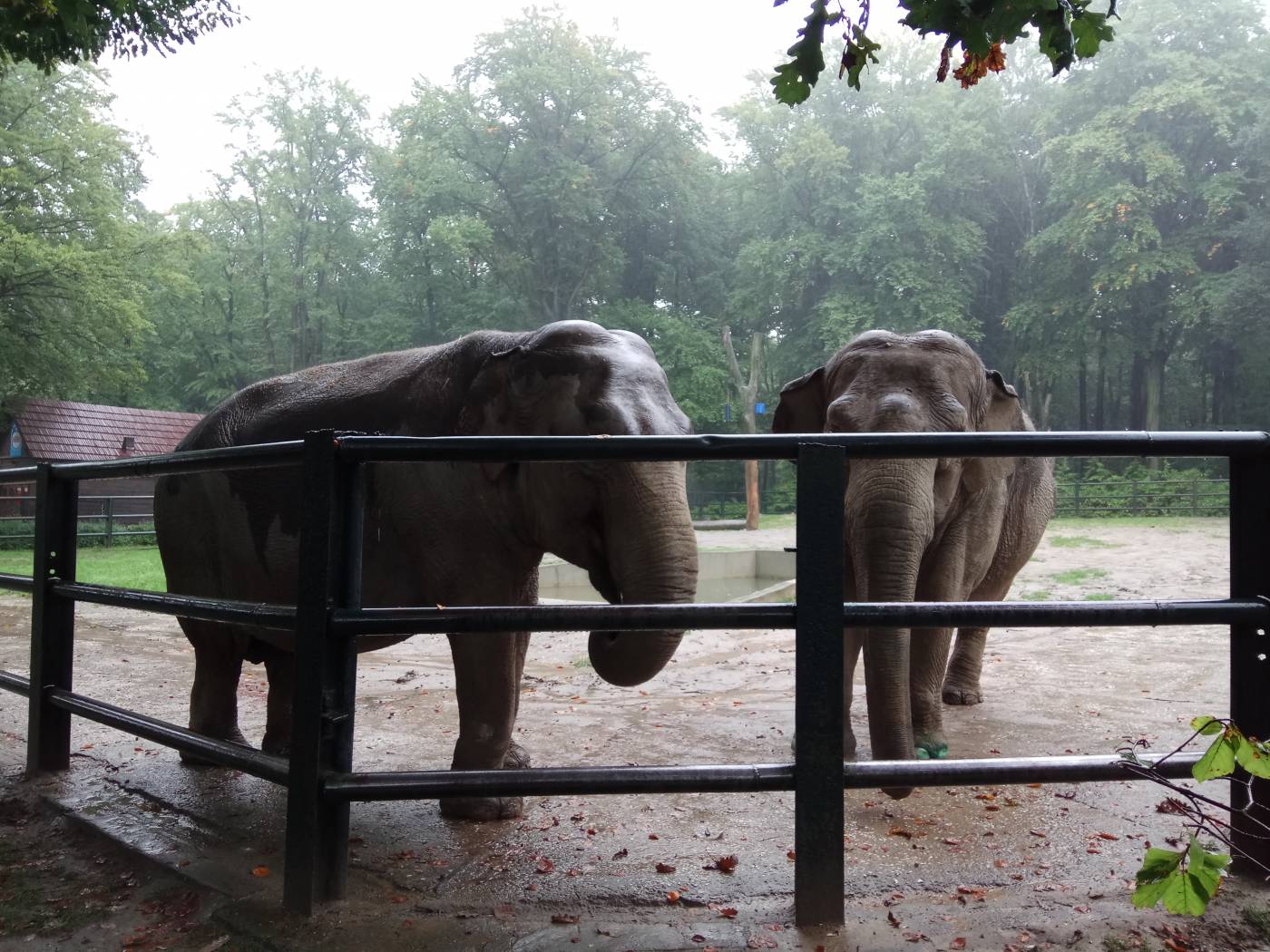 Слоны в Краковском зоопарке