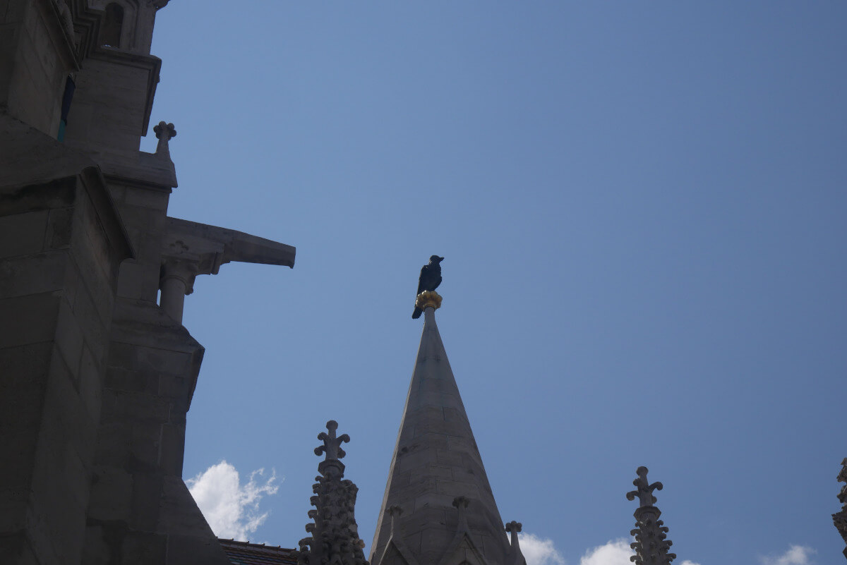 Ворон на шпиле церкви святого Матьяша в Будапеште