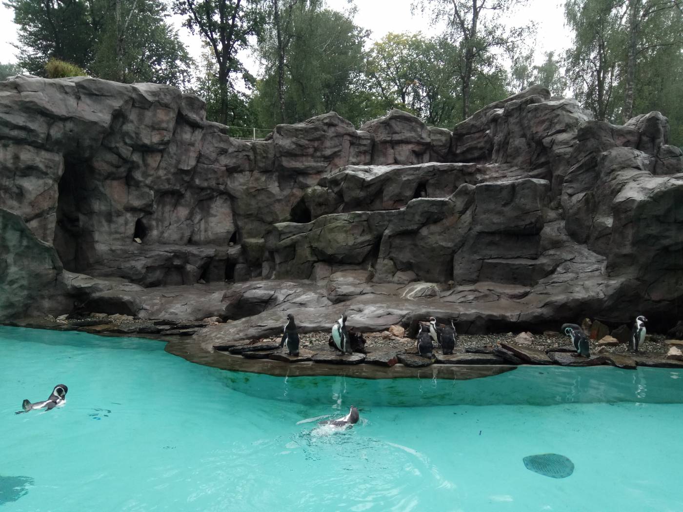 Пингвины в Краковском зоопарке